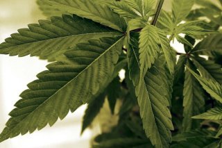 Si le parlement allemand accepte à son tour, les Allemands majeurs pourront acheter et posséder jusqu'à 25 grammes de cannabis.
